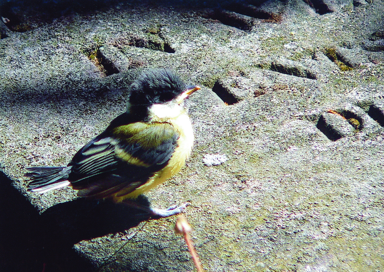 Vogel sitzend auf einem Grabstein